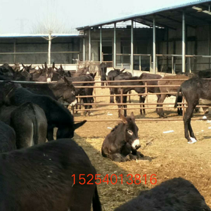 大量供应肉牛肉驴。15254013816
