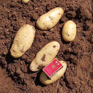 山东肥城荷兰十五土豆大量上市，薯形好、颜色亮。安排专业工...