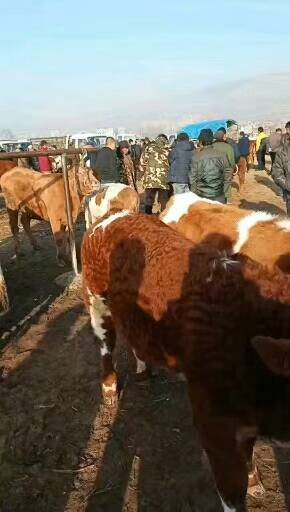 苟中良 是甘肃省陇南市国营活畜交易市场的交易员，长年代办，西门塔尔牛，小牛，肉牛，育肥牛，架子牛，繁殖母牛，要的联系微信同步15009390787