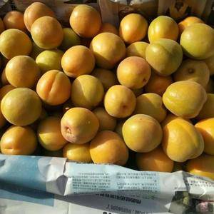 陕西大荔金太阳杏大量上市了，颜色漂亮口感佳，个头大，需要...