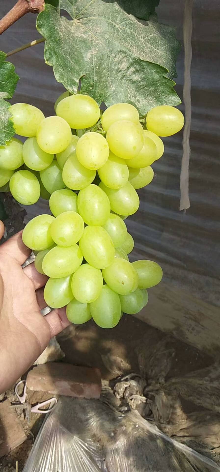 维多利亚葡萄大量上市供应