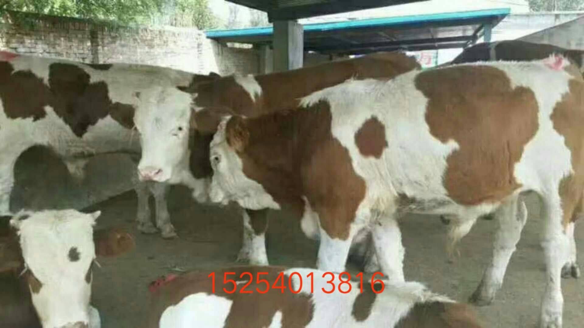 大量供应肉牛肉驴。15254013816