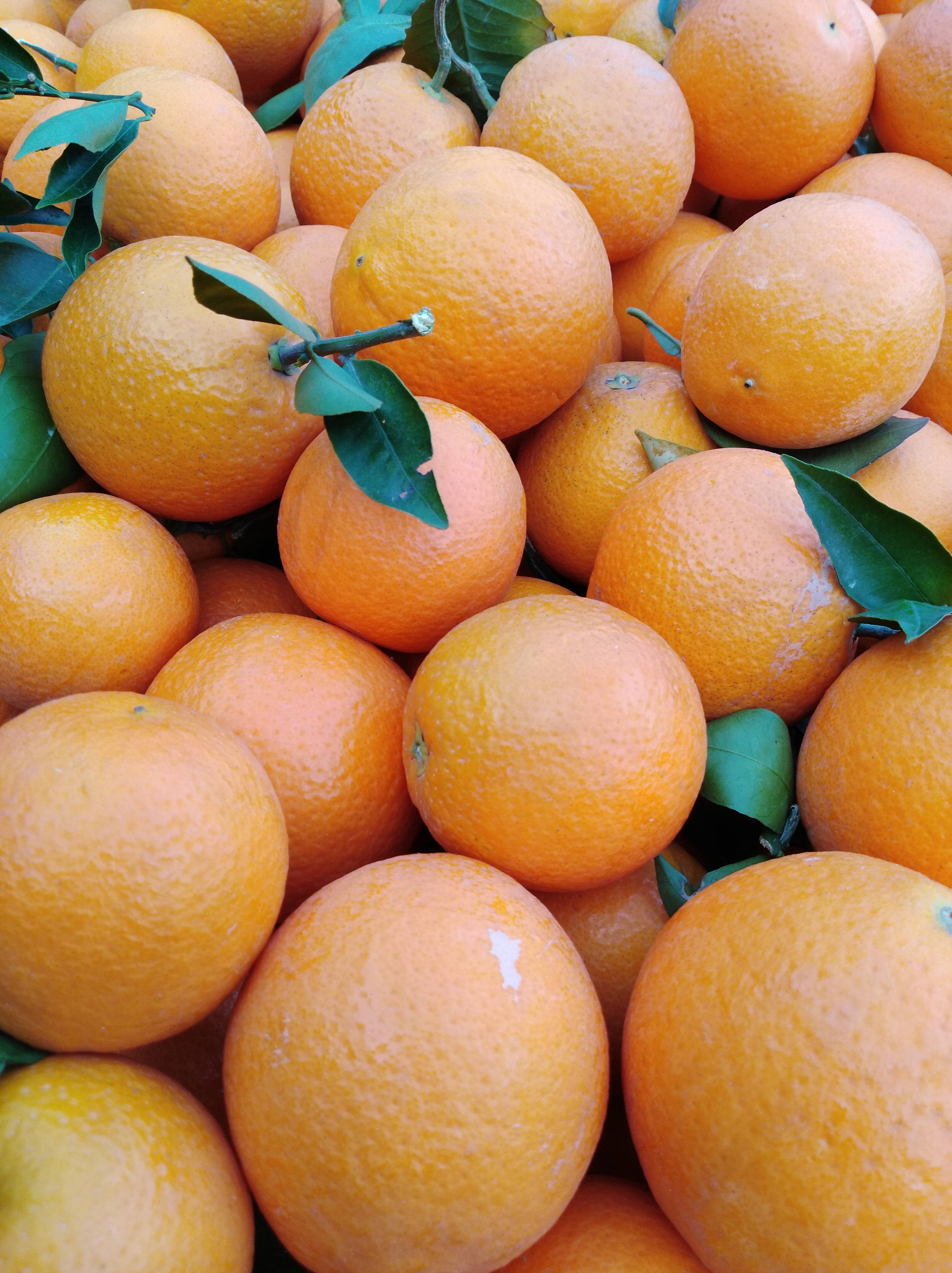 现有伦晚夏橙共应，产地直销树上现摘现卖，看园下货，以直认价微电13098414807