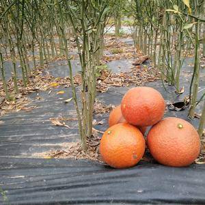 有特早熟《金秋砂糖橘》果苗售：该种是农科院最新培育出来的珍稀品种，具有比普通砂糖橘早成熟约一个月外，口感跟糖分更是普通砂糖橘无法比拟的，色泽靓丽，果皮紧凑松脆，