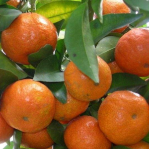 有特早熟《金秋砂糖橘》果苗售：该种是农科院最新培育出来的...