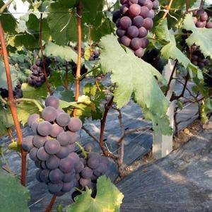 青岛莱西市大棚葡萄基地，每年生产大量优质葡萄，主要品种有...