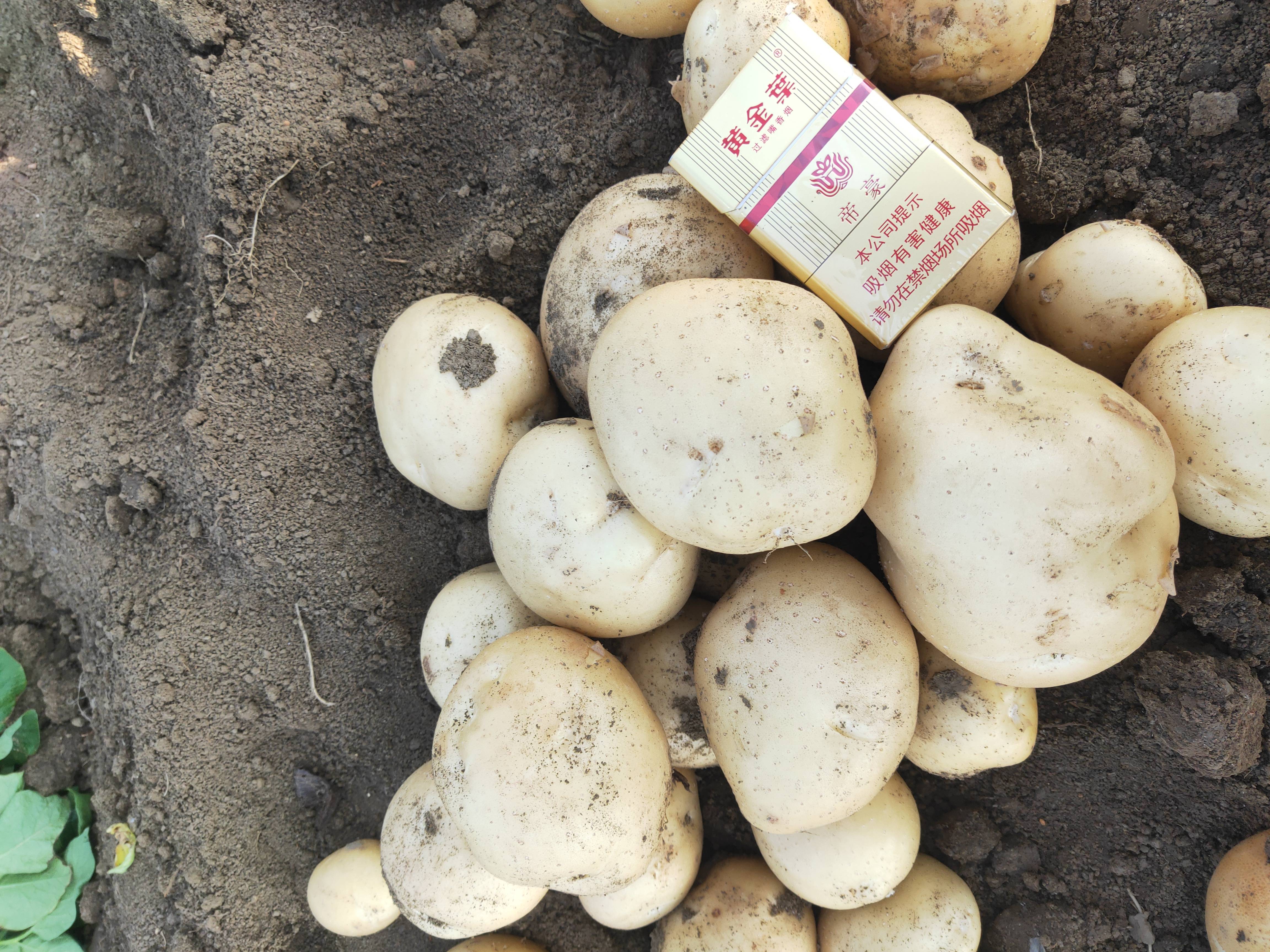 早大白土豆正在热销中，质量好，价格低，诚信做人，专山做事。
