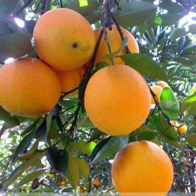 夏橙 密萘橙子产地直销，地头看货，以质论价15587922221