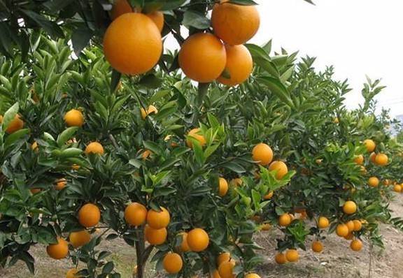 夏橙 密萘橙子产地直销，地头看货，以质论价15587922221