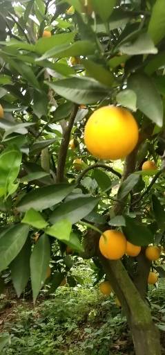 夏橙产地直销，都是鲜果，需要客户前来产地看货，联系电话1...