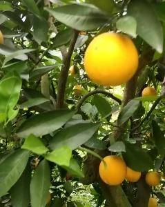 夏橙产地直销，都是鲜果，需要客户前来产地看货，联系电话1...