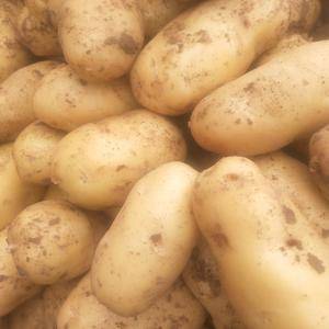 荷兰十五土豆大量上市有需要的可以与我联系13791597...