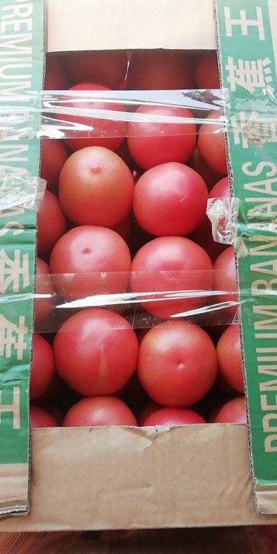 硬粉西红柿大量上市！三弧以上！亮度好！货量大！欢迎各界购货商！！！