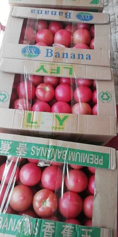 硬粉西红柿大量上市！三弧以上！亮度好！货量大！欢迎各界购货商！！！