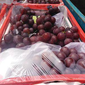 青岛市温室巨峰葡萄熟了，两千多亩大棚，现已大量上市，欢迎...
