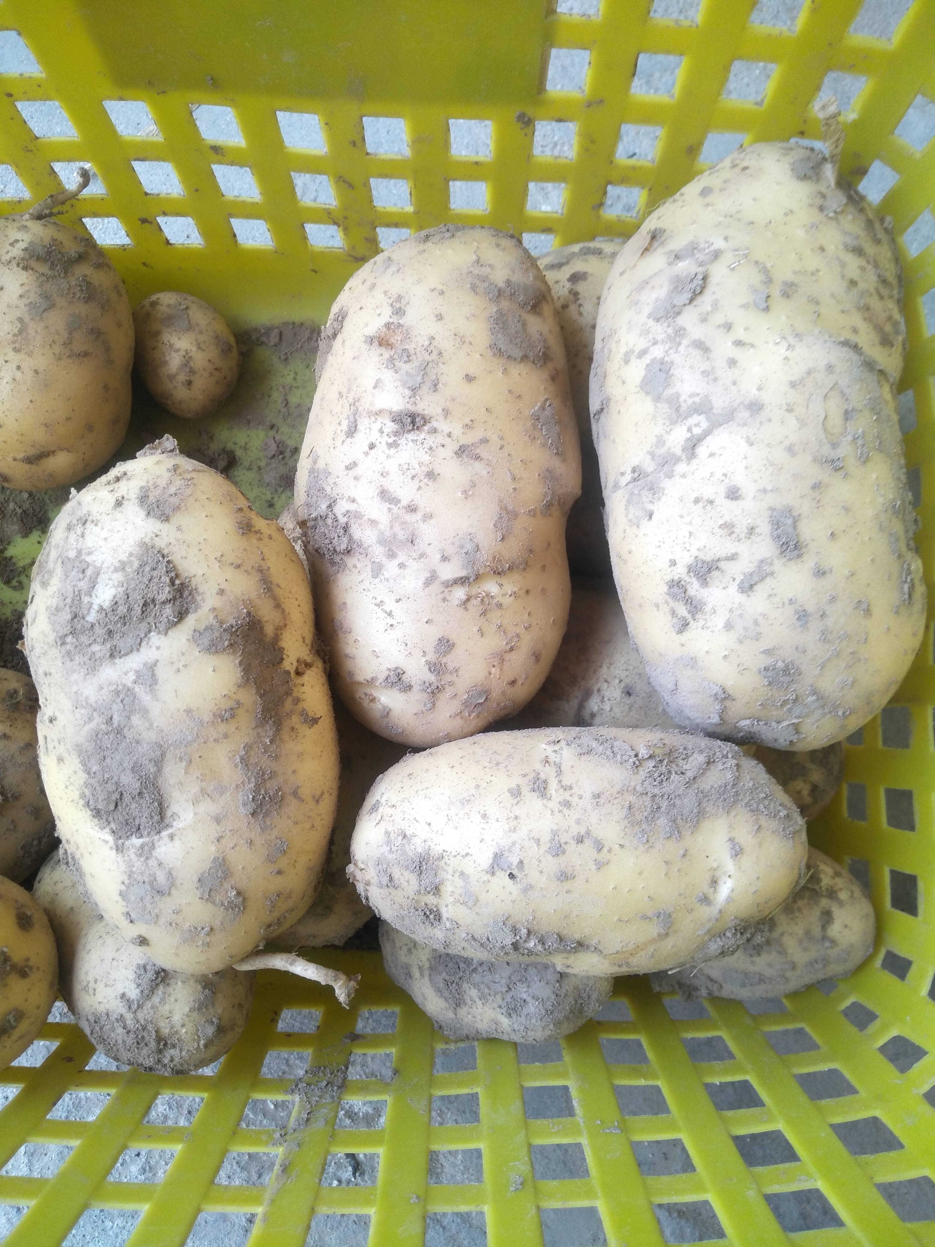 出售土豆十吨，现在地里面长着，有意者联系:15553026982