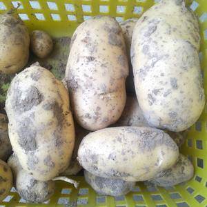 出售土豆十吨，现在地里面长着，有意者联系:1555302...
