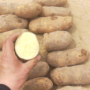 张北县有部分加工薯条土豆，出售，也可以走市场，需要的朋友...