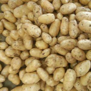 ♥18653912855♥山东荷兰十五土豆上市供应，货源...