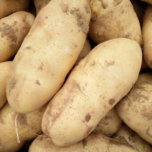 荷兰十五土豆大量上市，表面光泽度好，质量高价格低，