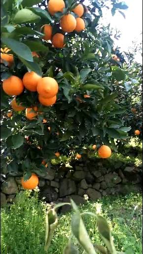 秭归脐橙，夏橙，伦晚产地大量直供13647272968