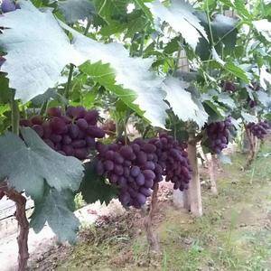 葡萄大量上市，品种多质量好价格低，需要的联系！