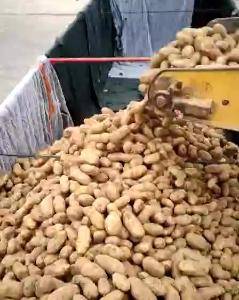 河北省涿鹿县V4黄心土豆还有300吨，看上的联系，张小云...