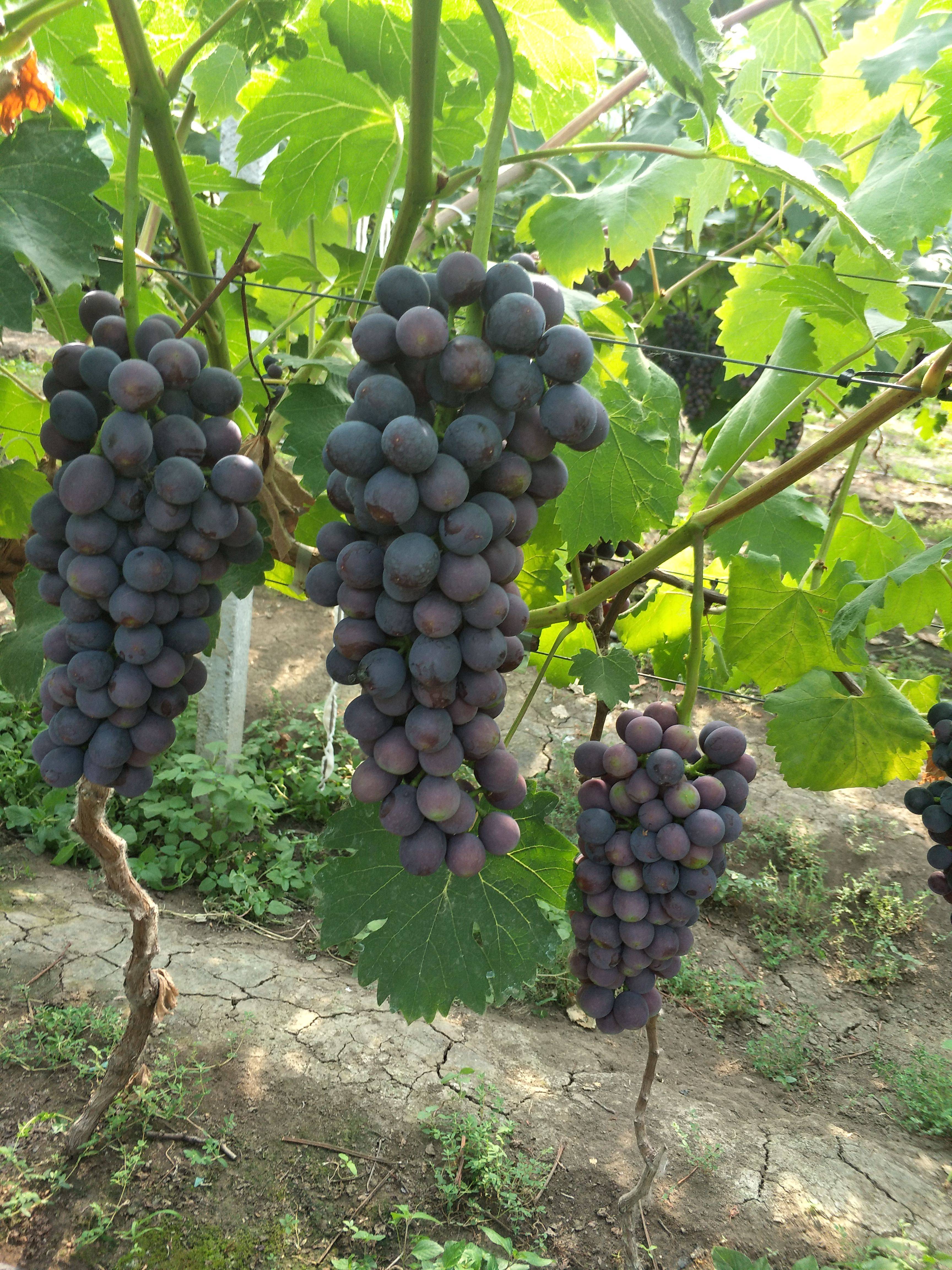 江苏新沂万亩葡萄种植基地现大量供应夏黑，巨峰等葡萄本地葡萄全部大棚种植串型好，口感甜。