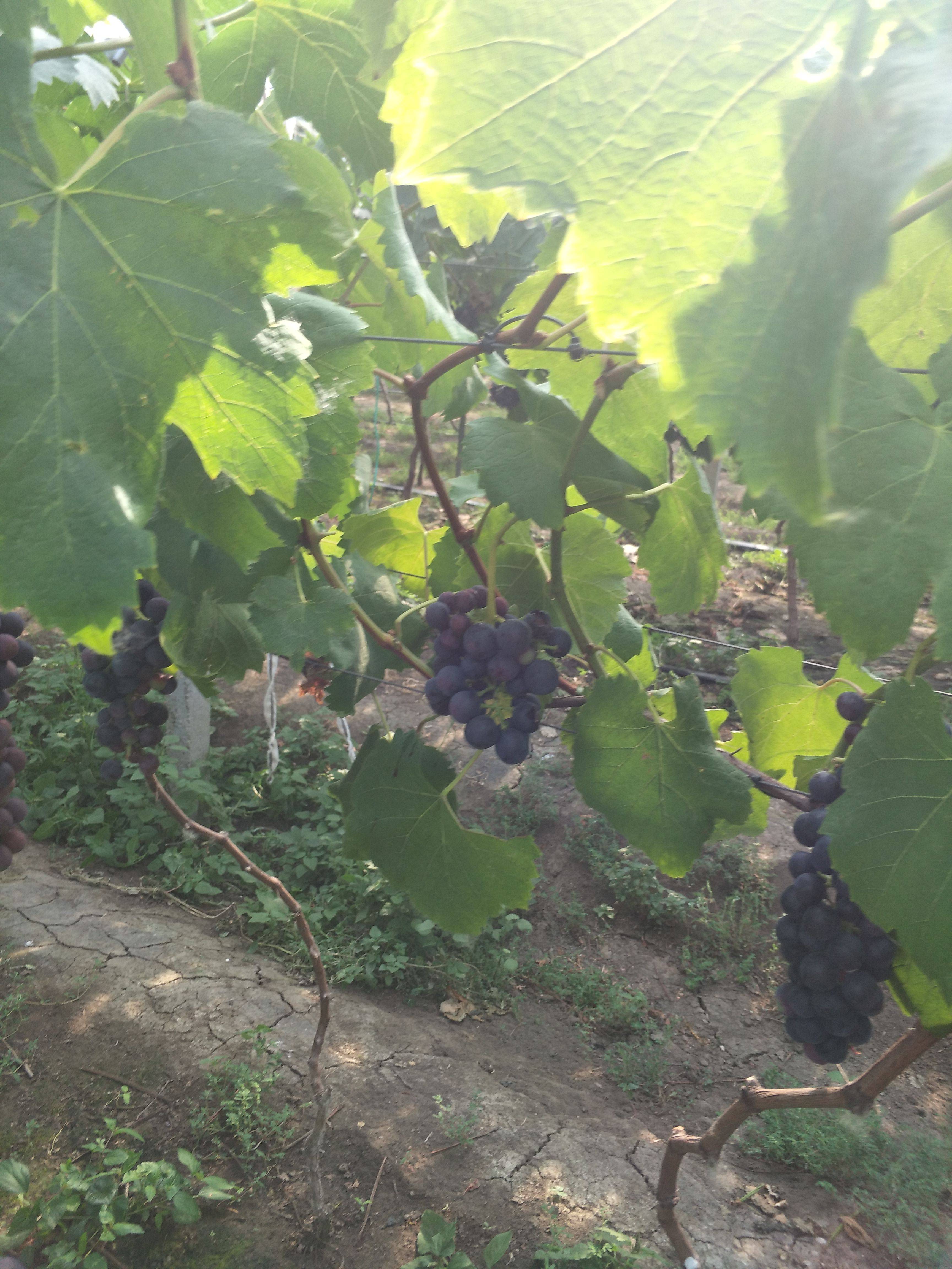 江苏新沂万亩葡萄种植基地现大量供应夏黑，巨峰等葡萄本地葡萄全部大棚种植串型好，口感甜。