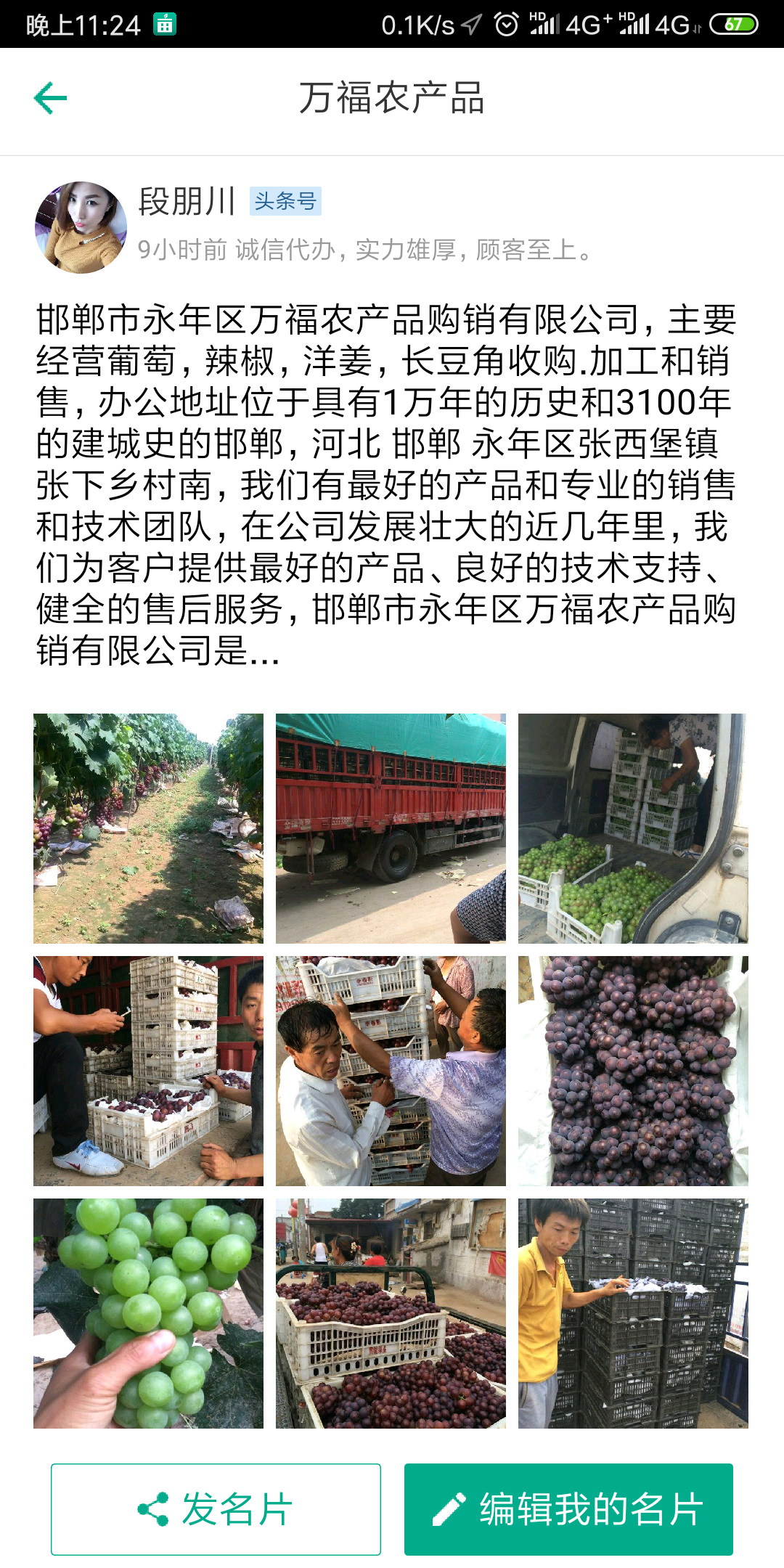 邯郸市永年区万亩葡萄种植基地，红无核，藤稔，夏黑，...