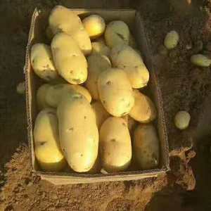 17661509803荷兰十五土豆大量上市，货源充足，保...