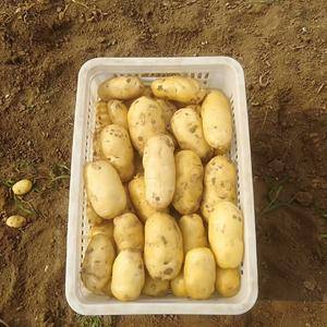 高家圈村陆地土豆大量上市了，色泽质量超级棒，个大量大，价...