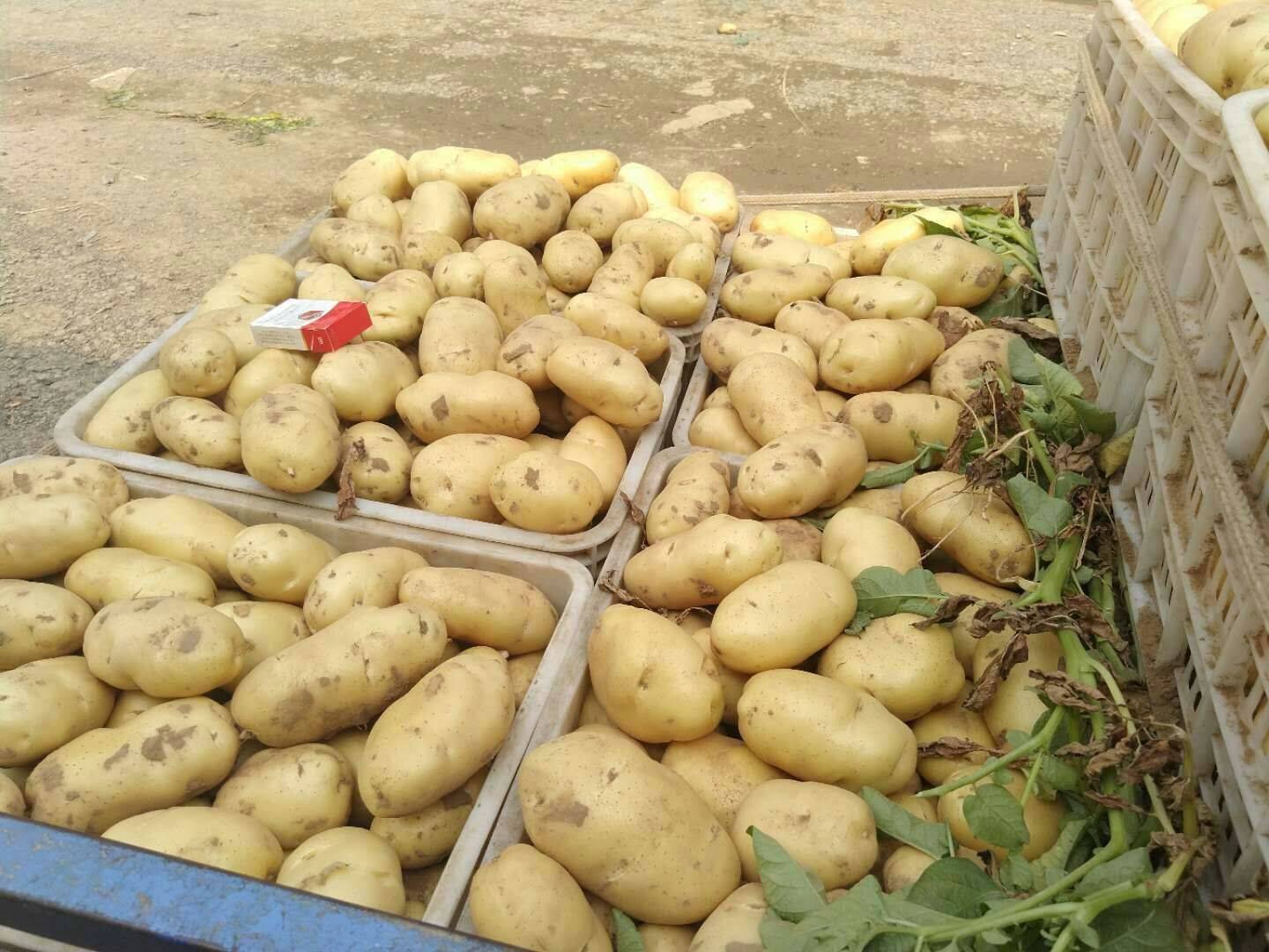 ★★18653912855山东荷兰十五土豆大量出售，货源...