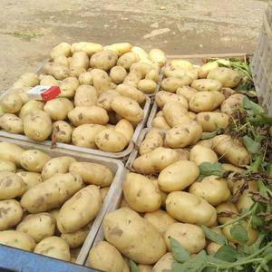 ★★18653912855山东荷兰十五土豆大量出售，货源...