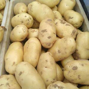 ★★18653912855山东荷兰十五土豆大量出售了，质...