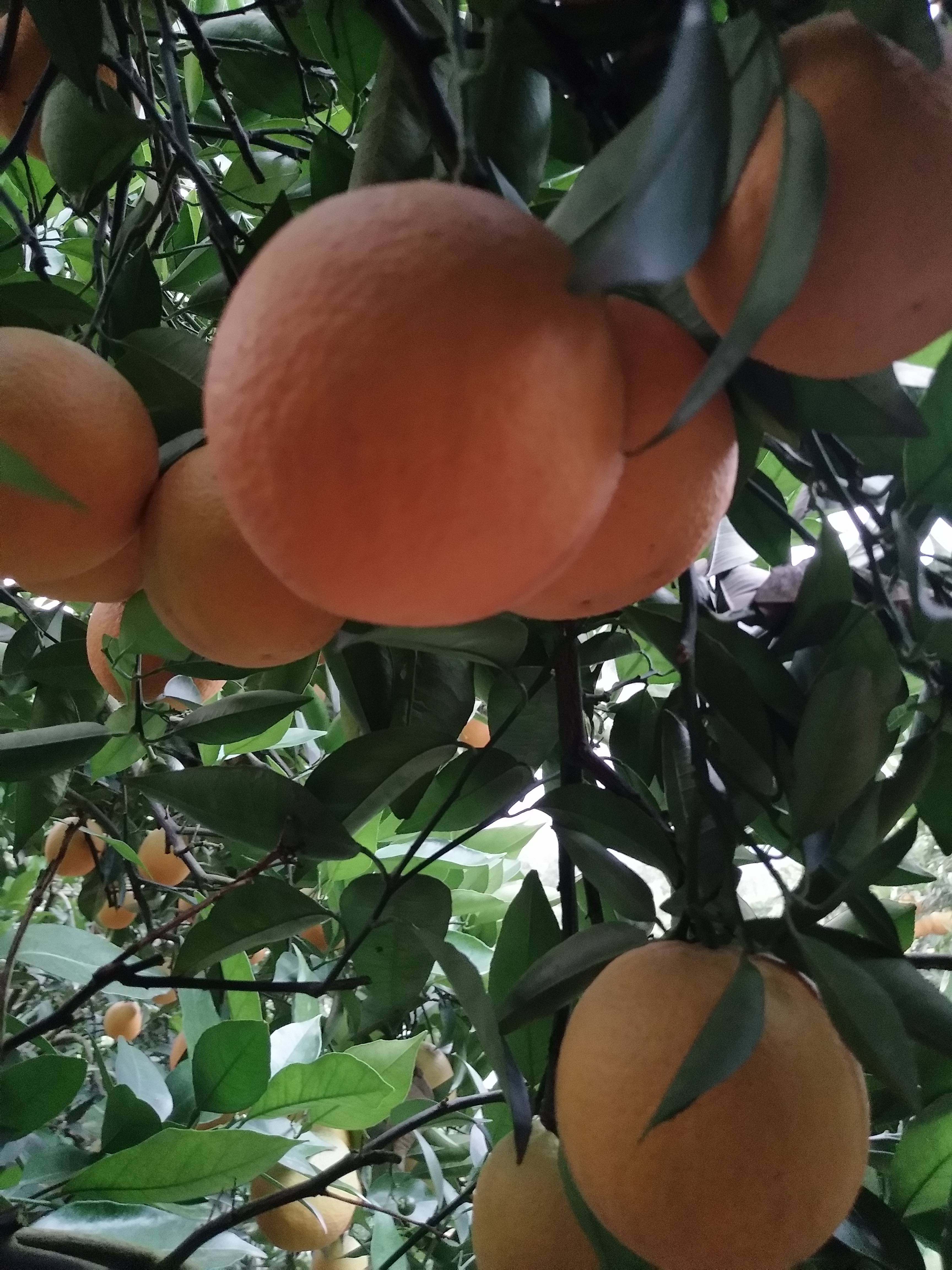湖北宜昌优质夏橙产地直销，2.8一斤