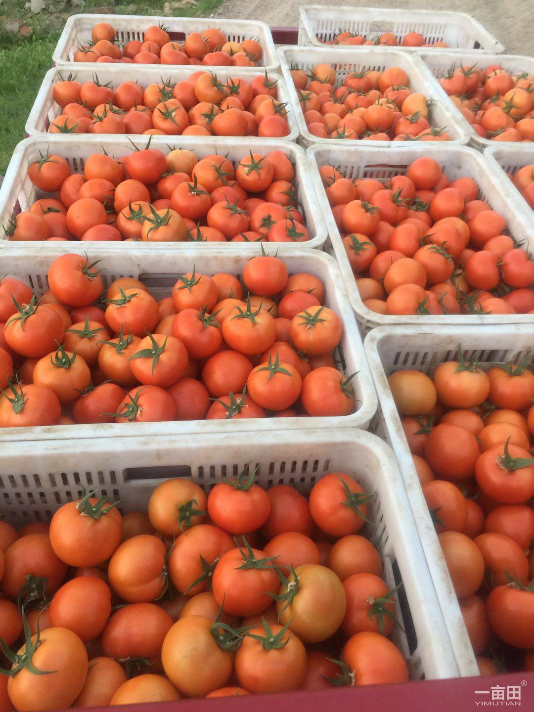 大量硬果西红柿马上上市，量大质优，有宽敞场地代收，专业人...