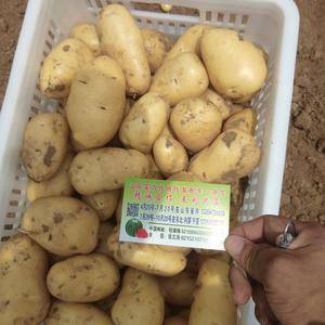 山东安丘露天土豆大量上市，二两以上0.55-0.6三两以...