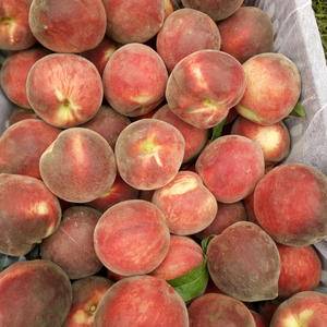 大量毛桃油桃上市了138-549-39929，有需要的可...