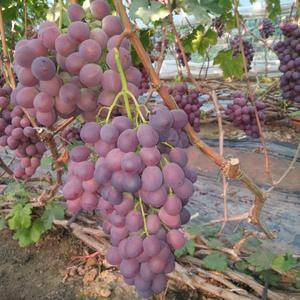 自家红提葡萄已成熟，有需要的请联系！