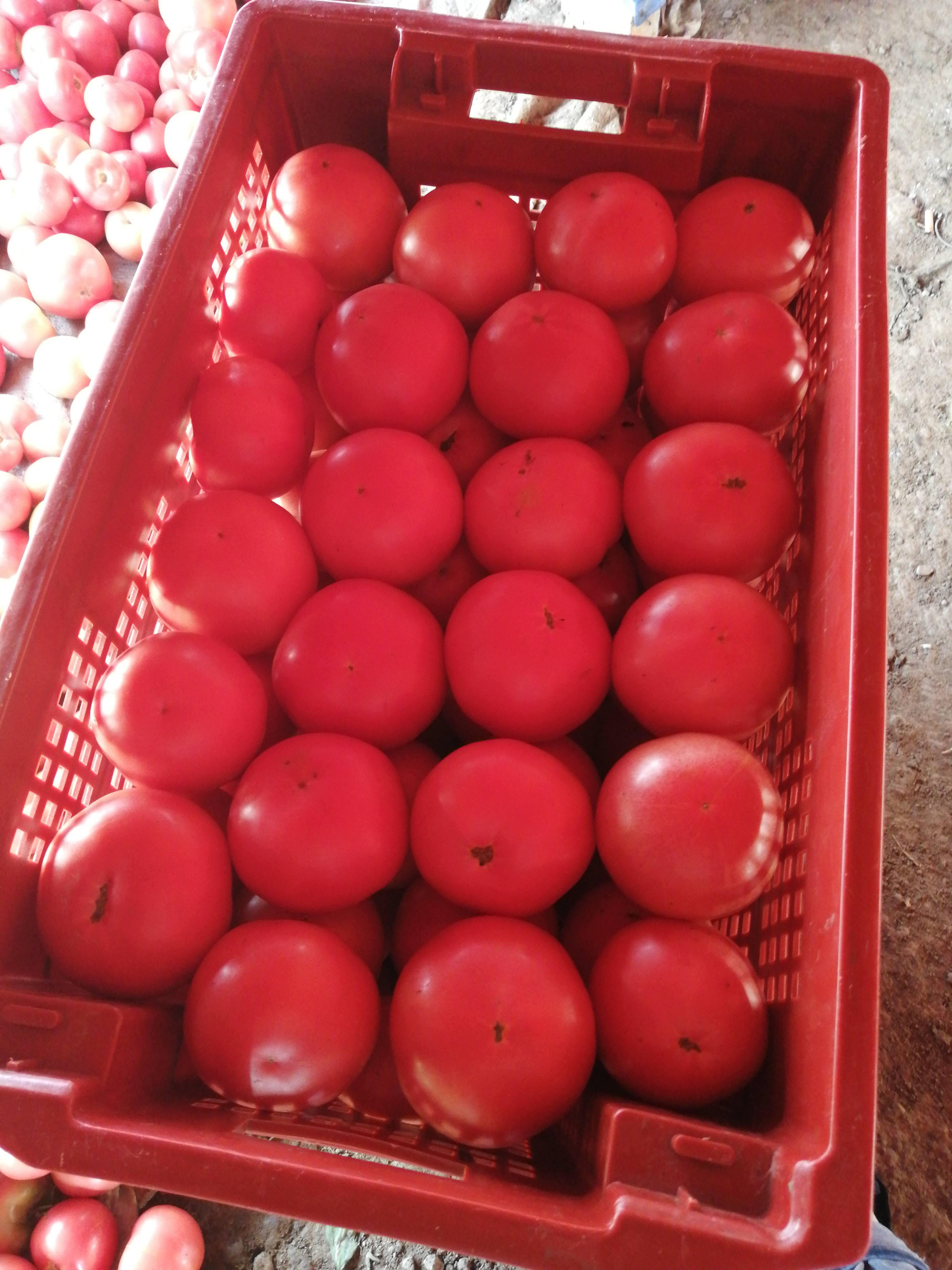 精品西红柿，大量供应 有需要联系15155242412
