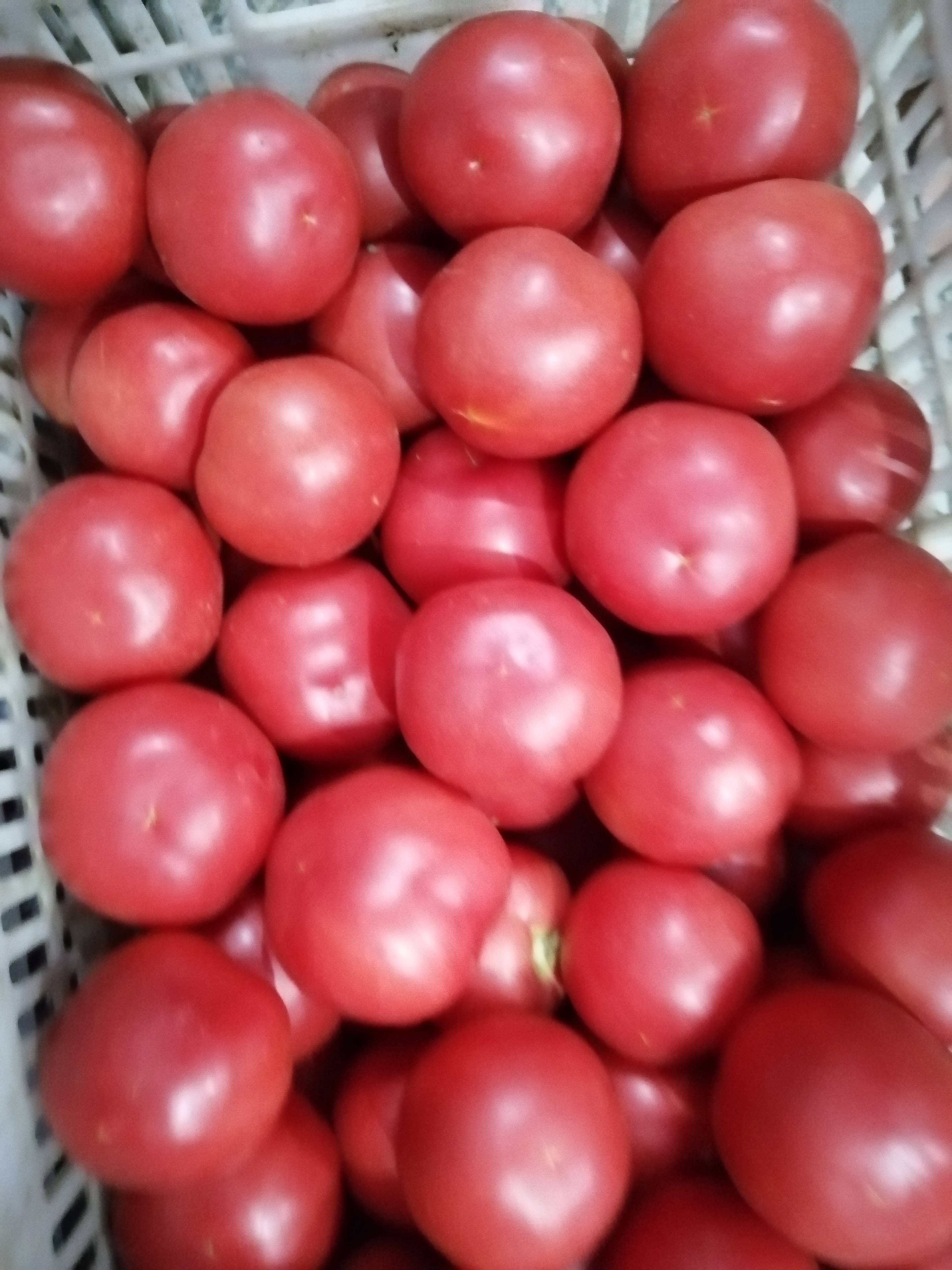 西红柿，硬粉西红柿，《600亩基地直供》，质量第一，诚信...