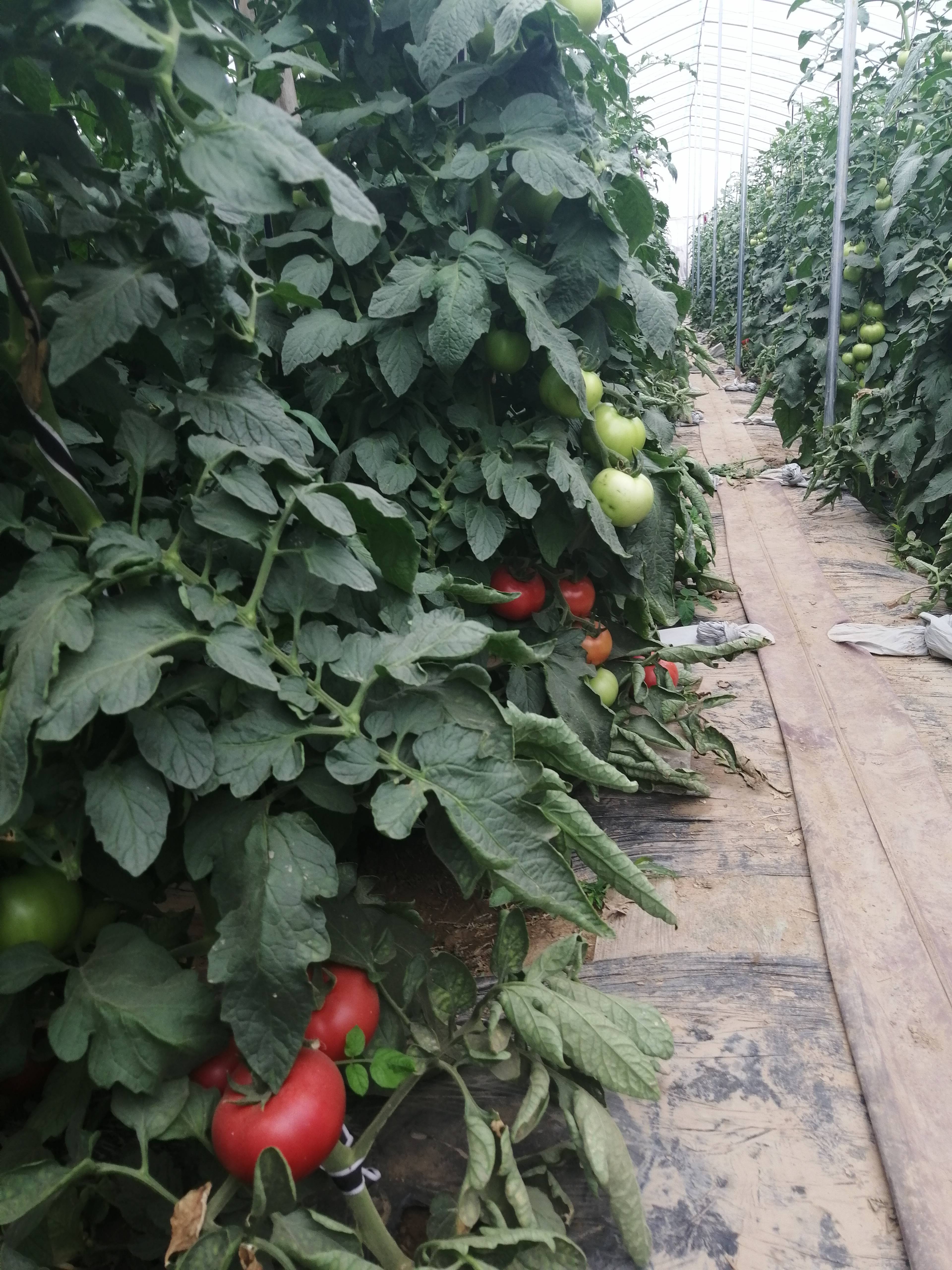 西红柿，硬粉西红柿，大量上市中，200亩基地直供。