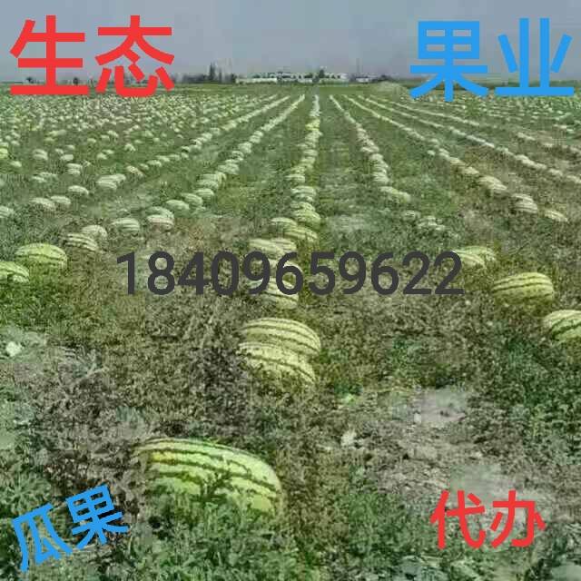 宁夏中卫硒砂瓜以上市    需要的联系18409659622