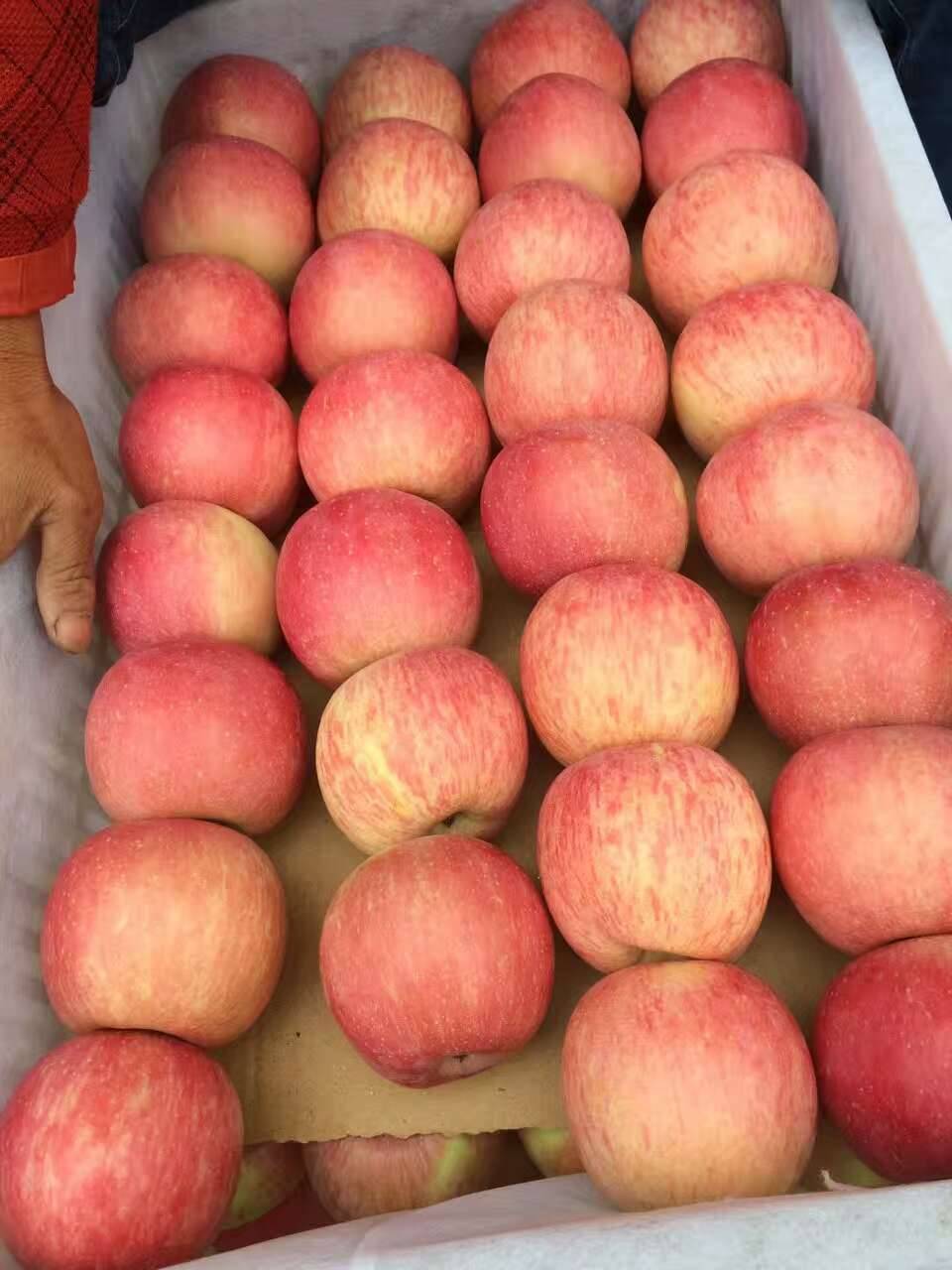 山东省红富士苹果大量供应中