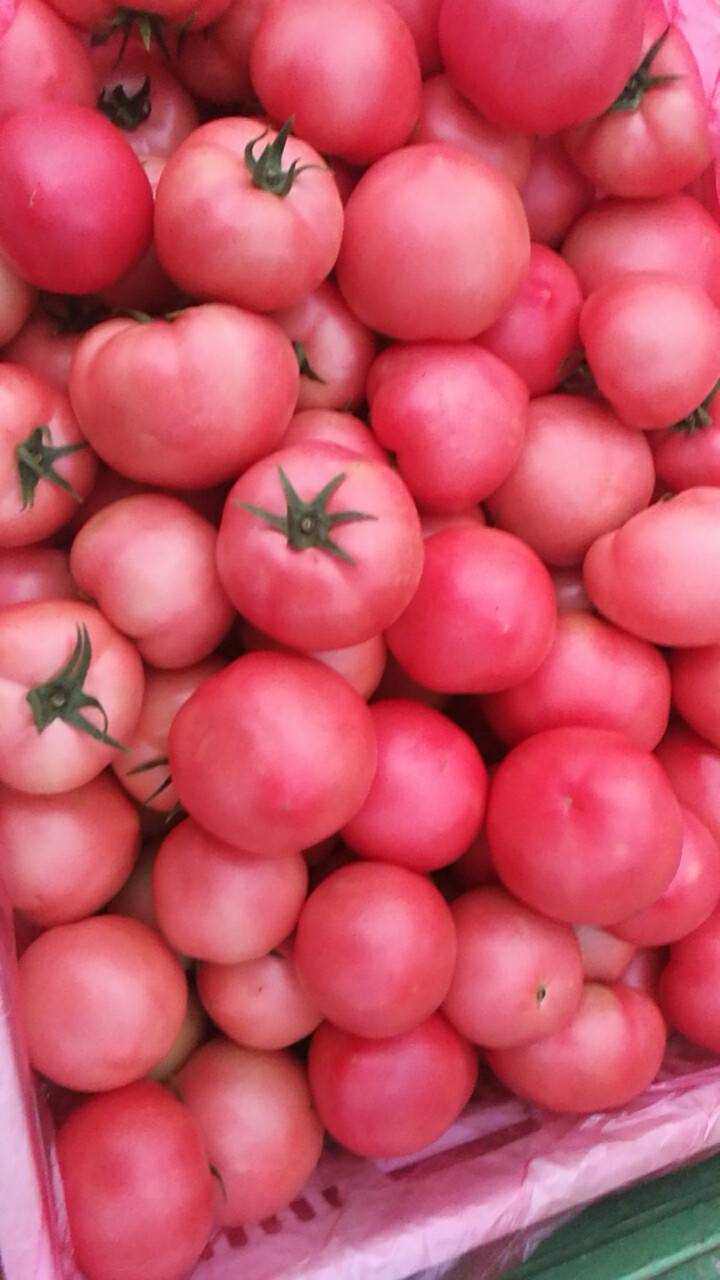 硬粉柿子
