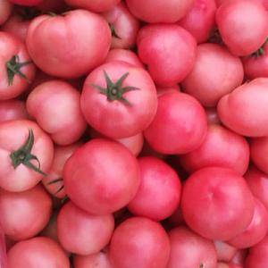 硬粉柿子