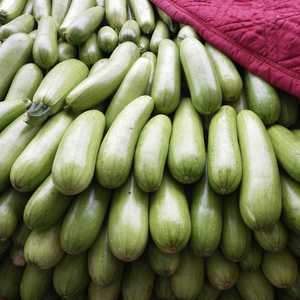 绿皮西葫芦供应超市发往全国各地，质量第一  ，信誉第一，...