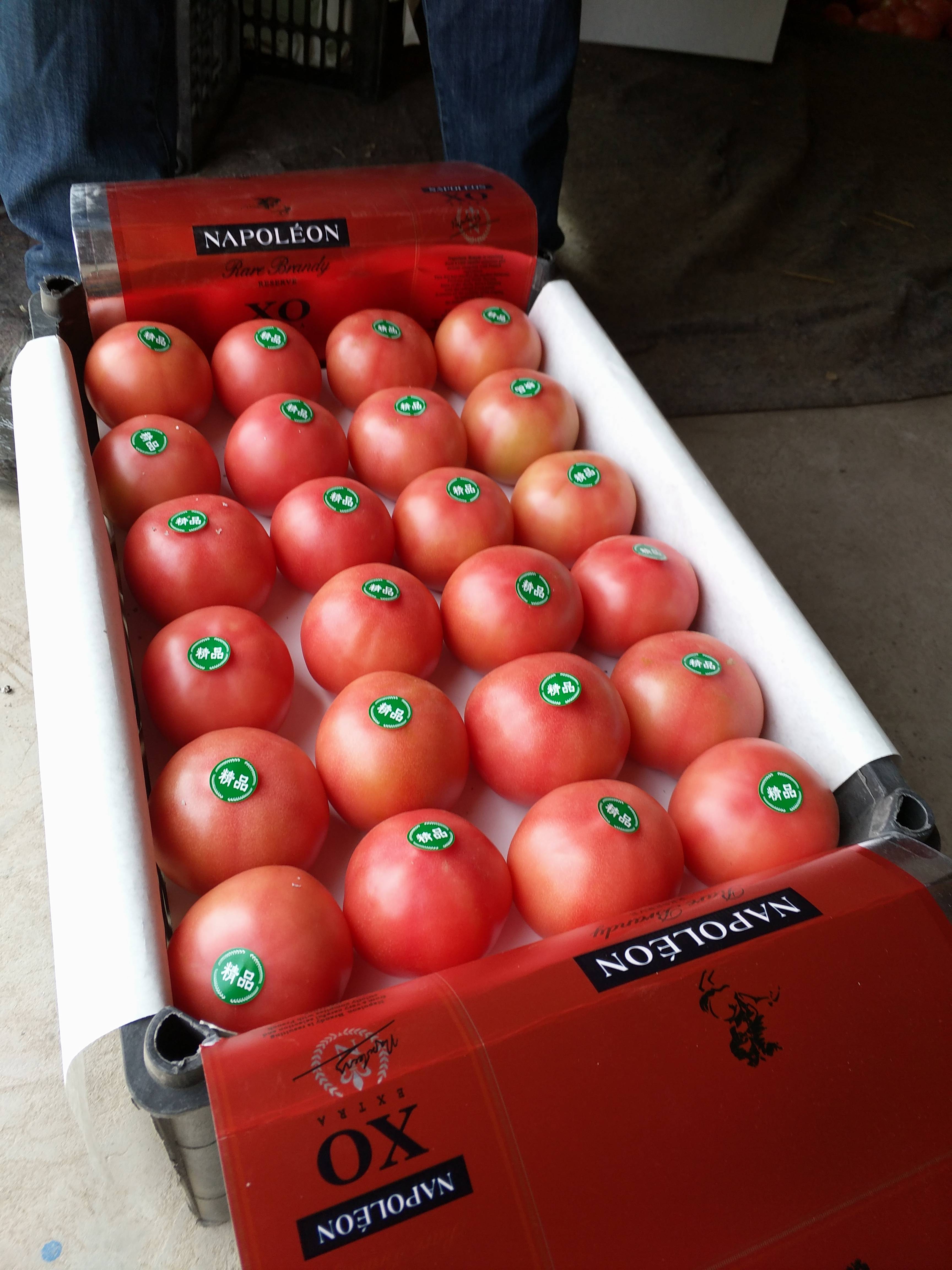 甘肃武威市凉州区大棚西红柿大量供应，常年有货，欢迎全国各地客商恰谈合作，电话微信同号18793565168