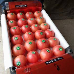 甘肃武威市凉州区大棚西红柿大量供应，常年有货，欢迎全国各...